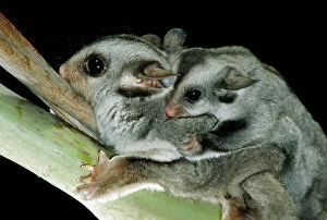 Images Dated 22nd January 2009: Sugar Glider - Female with young on back - Australia JPF03728