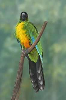 Sulphur-breasted Musk Parrot (Prosopeia)