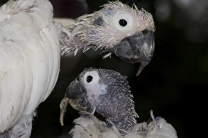 Two Sulphur-crested Cockatoos - suffering from Psittacine Beak-and-Feather Disease (PBFD Two Sulphur-crested Cockatoos - suffering from Psittacine Beak-and-Feather Disease (PBFD