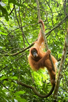 Sumatran Orangutan - adult hanging in the trees of a sumatran rainforest Sumatran Orangutan - adult hanging in the trees of a sumatran rainforest