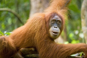 Sumatran Orangutan - portrait of an adult lying comfortably on a tree branch in a Sumatran Orangutan - portrait of an adult lying comfortably on a tree branch in a