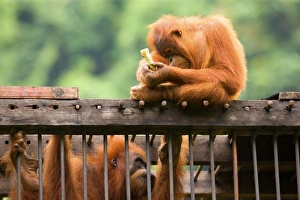 Sumatran Orangutan - a young one is sitting on top of a cage which holds an adult one Sumatran Orangutan - a young one is sitting on top of a cage which holds an adult one