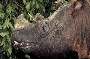 Sumatran Rhinoceros / Asian two-horned rhinoceros Sumatran Rhinoceros / Asian two-horned rhinoceros