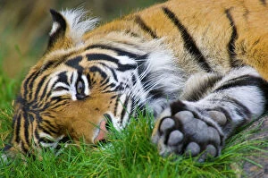 Images Dated 13th October 2008: Sumatran Tiger PTL9804