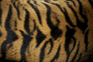 Sumatran Tiger - skin pattern on back Indonesia Sumatran Tiger - skin pattern on back Indonesia