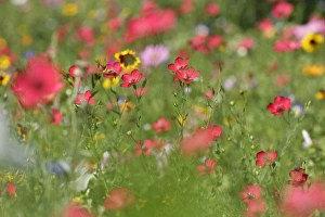 Summer flower mix - colourful summer flower mix of scarlet flax, tagetes, and cosmea Summer flower mix - colourful summer flower mix of scarlet flax, tagetes, and cosmea