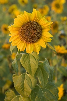 Sunflower - a field of sunflowers with one single flower accentuated in the foreground Sunflower - a field of sunflowers with one single flower accentuated in the foreground