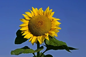 Sunflower - single flower against blue sky Sunflower - single flower against blue sky