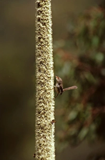 Superb Fairy-Wren - Female attracted to Grass tree in flower Superb Fairy-Wren - Female attracted to Grass tree in flower