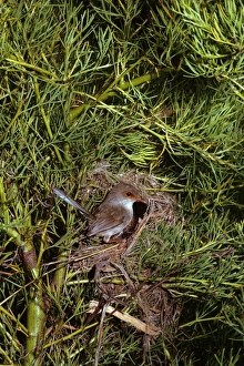 Superb Fairy Wren - Female at nest Superb Fairy Wren - Female at nest