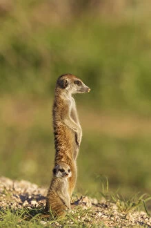 Suricate - also called Meerkat - adult with young