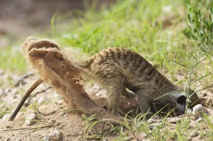 Suricate - also called Meerkat - digging for prey