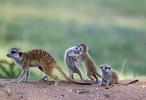 Suricate - also called Meerkat - female with three