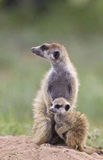 Suricate - also called Meerkat - female with young