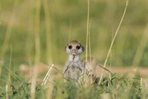 Suricate - also called Meerkat - young on the lookout
