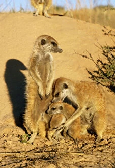 Images Dated 10th November 2009: Suricate / Meerkat - adult grooming young Kalahari South Africa