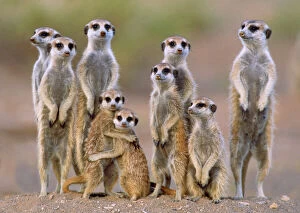 Images Dated 6th February 2014: Suricate / Meerkat - family with young on the lookout