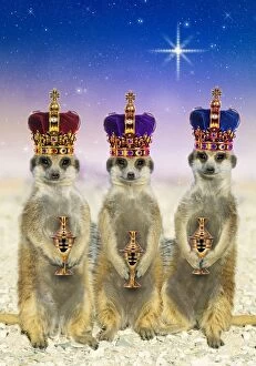 Suricate / Meerkat - three Kings