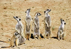 Watching Collection: Suricate / Meerkat On the lookout