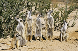 Suricate / Meerkat - Watch Raptor overhead, ready to dive into hole Suricate / Meerkat - Watch Raptor overhead, ready to dive into hole