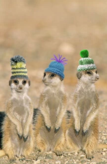 Images Dated 13th April 2010: Suricate / Meerkat - wearing woolly hats. Digital Manipulation: Hats (Su)
