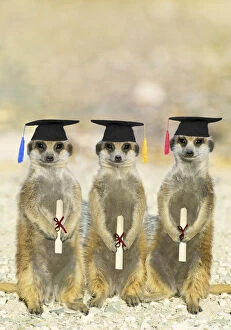 Suricate / Meerkats on Graduation Day Date: 23-05-2012