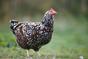 Sussex Tricolore Chicken - Hen Sussex Tricolore Chicken - Hen