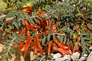 Sutherlandia fruticosa - a shrubby legume, with many medicinal properties Sutherlandia fruticosa - a shrubby legume, with many medicinal properties