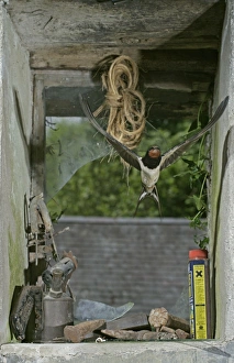 Swallow / Barn swallow - entering barn through broken window front view Swallow / Barn swallow - entering barn through broken window front view