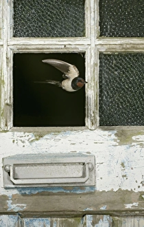 Swallow / Barn swallow - leaving barn through missing door pane front view Swallow / Barn swallow - leaving barn through missing door pane front view