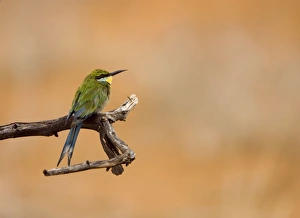 Swallow-tailed Bee Eater - Perched on a branch of a dead tree, looking for termites Swallow-tailed Bee Eater - Perched on a branch of a dead tree, looking for termites