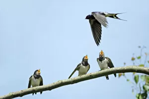 Four Collection: Swallow - young birds, begging for food from adult, Lower Saxony, Germany