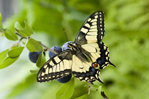 Swallowtail Butterfly - on blackthorn Swallowtail Butterfly - on blackthorn
