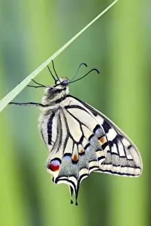 swallowtail-butterfly-blade-