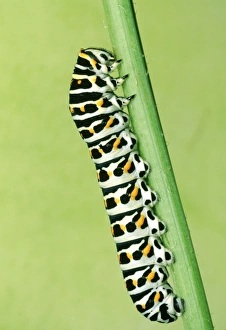 Swallowtail Butterfly - larvae Swallowtail Butterfly - larvae