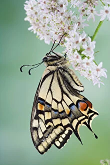 Swallowtail Gallery: Swallowtail - on flower wings closed