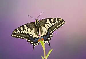 Swallowtail Gallery: Swallowtail - on flower wings open