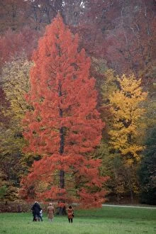 Images Dated 1st November 2009: Swamp Cypress - foilage in autumn colour