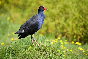 Swamphen - standing on a mound amidst a flowering meadow looking out Swamphen - standing on a mound amidst a flowering meadow looking out