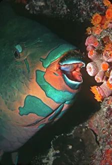 Swarthy Parrotfish - about to bite into a coral polyp. The fish does not devour the coral Swarthy Parrotfish - about to bite into a coral polyp. The fish does not devour the coral