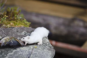 Images Dated 8th October 2010: Sweden, Jamtland. Short-tailed weasel or