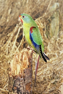 Swift Parrot - perched on tree stump Swift Parrot - perched on tree stump