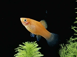 Swordtail / Platy Hybrid Swordtail / Platy Hybrid