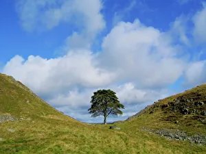 Sycamore Tree - Sycamore Gap - Hadrian's wall - UK