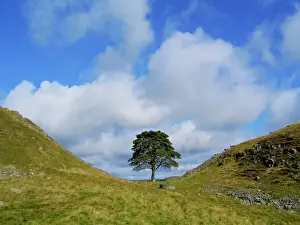 Sycamore Tree Print at Sycamore Gap on Hadrians Wall, UK