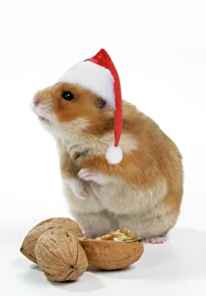 Syrian Hamster with walnuts and Christmas hats Syrian Hamster with walnuts and Christmas hats