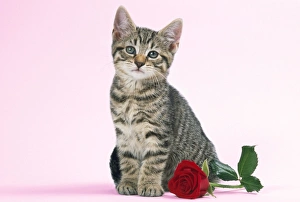<b class=qtipBold><figcaption>Tabby Cat - kitten with rose</figcaption></b><br>JD-17430-m Tabby Cat - kitten with rose John Daniels Please note that prints are for personal display purposes only and may not be reproduced in any way.<br><em>© John Daniels / ardea.com</em> Tabby Cat - kitten with rose