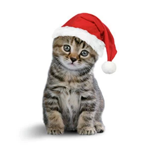 Tabby Cat - kitten wearing Christmas hat