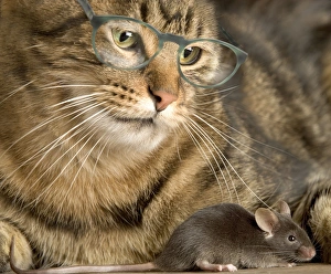Tabby Cat - wearing glasses watches mouse Tabby Cat - wearing glasses watches mouse