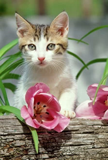 Related Images Collection: Tabby White Kitten - with pink tulip